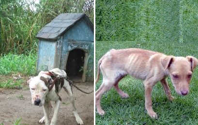 Los perros se observan visiblemente desnutridos.  /  Foto: WhatsAppCri 