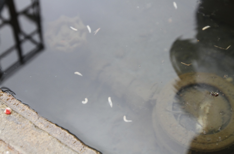  Fotos Edwards Santos Crítica