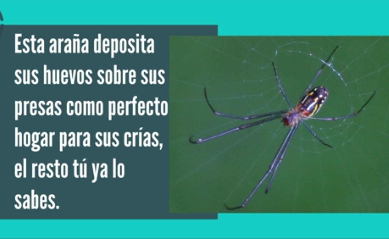 Captura de video dailymotion.com