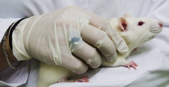 Foto Ilustrativa - Pixabay