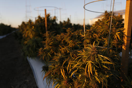 La medida de Denver entra en vigor con efecto inmediato, pero tiene muchas salvedades.  /  Foto: AP