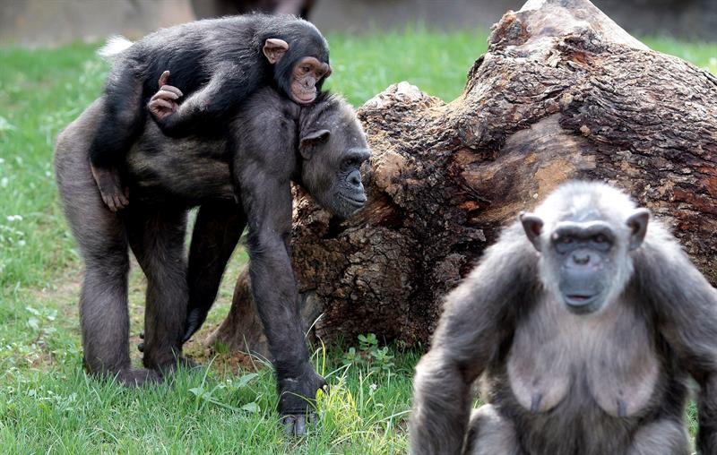 Esta es la primera vez que un grupo de expertos ha demostrado que los chimpancés aprenden de sus madres determinados estilos de aseo. EFE/Archivo