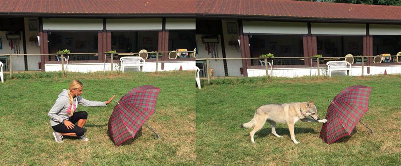 Fotográfía facilitada por la publicación Current Biology, que muestra a Claudia Fugazza, la autora del estudio, y a su perro, en unos resultados de la investigación sobre la memoria episódica de los perros.  /  Foto: EFE