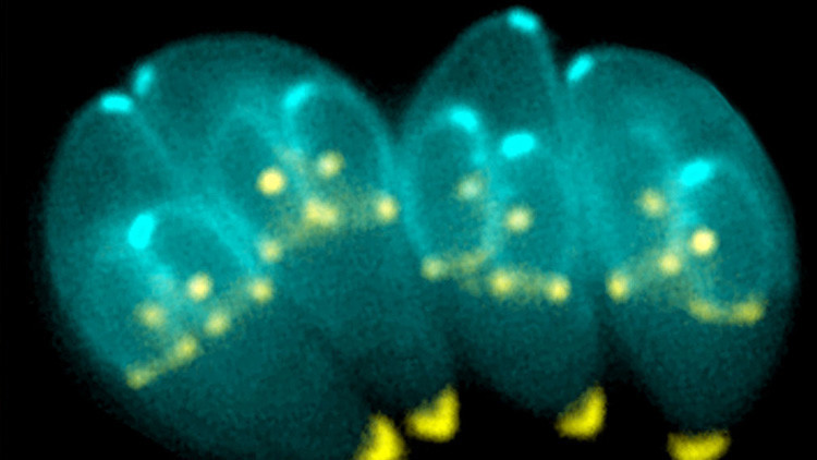 T.gondii es un parásito intracelular con un citoesqueleto probablemente especializado para la invasión de células que parasitar. En azul YFP-α-Tubulina, en amarillo mRFP-TgMORN1.