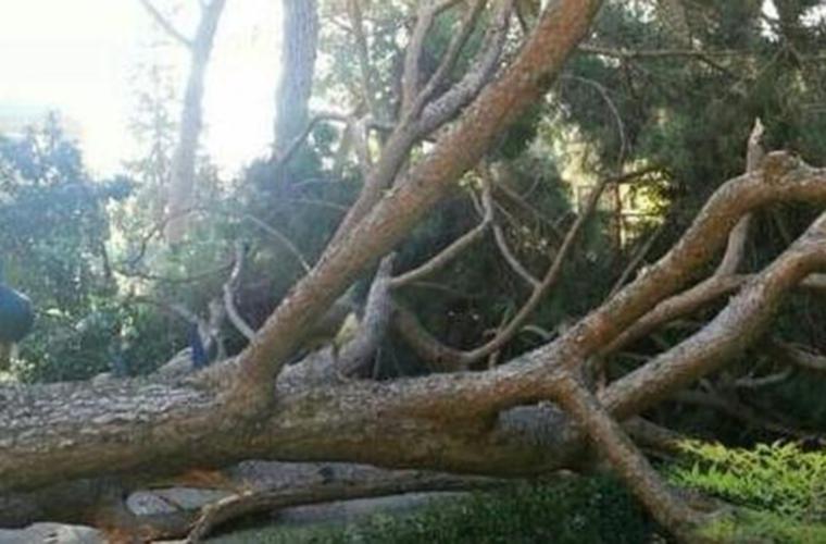 Talarán árboles, en su mayoría centenarios | Critica