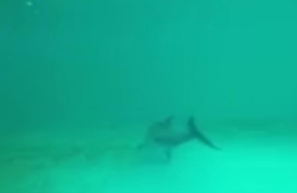 Captura de video dailymotion.com