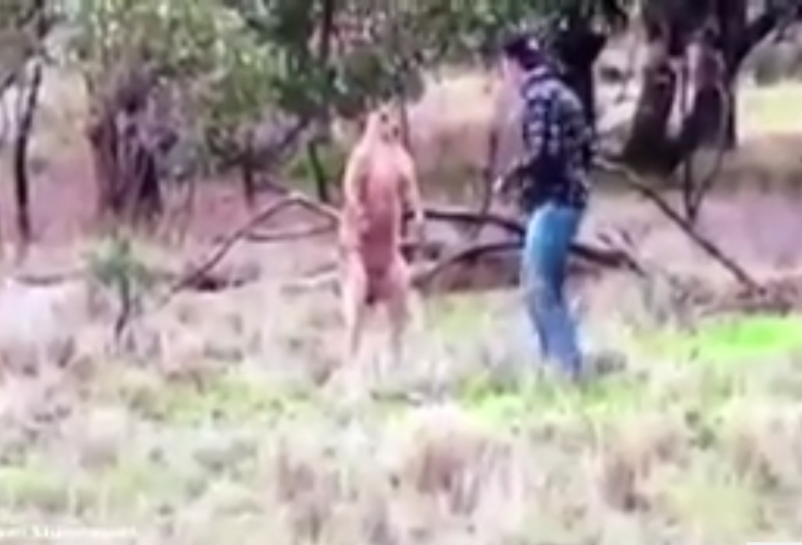 Captura de video dailymotion.com