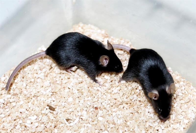 Los ratones tampoco pueden contar su propia percepción, por lo que los investigadores de la fundación portuguesa Champalimaud solo han podido analizar el comportamiento de los animales. EFE/Archivo