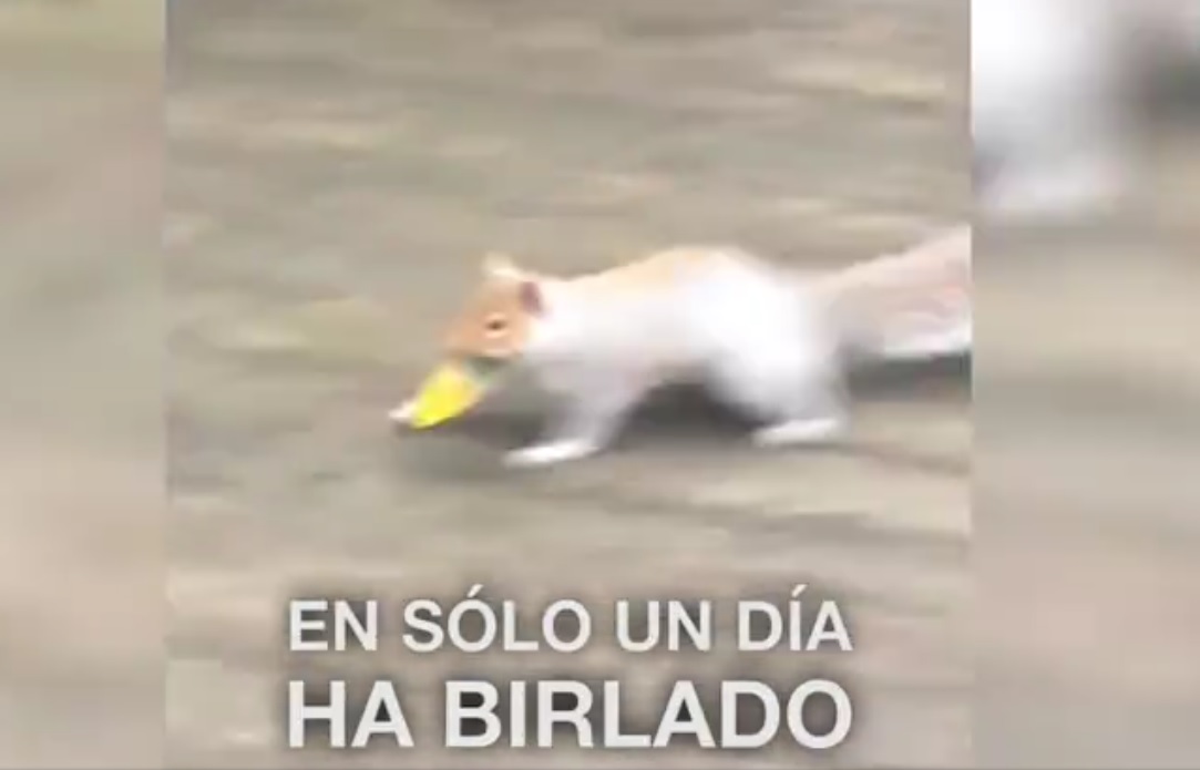 Captura de video dailymotion.com