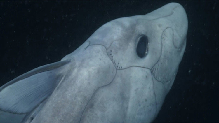 Captura de pantalla / Monterey Bay Aquarium Research Institute (MBARI) / YouTube
