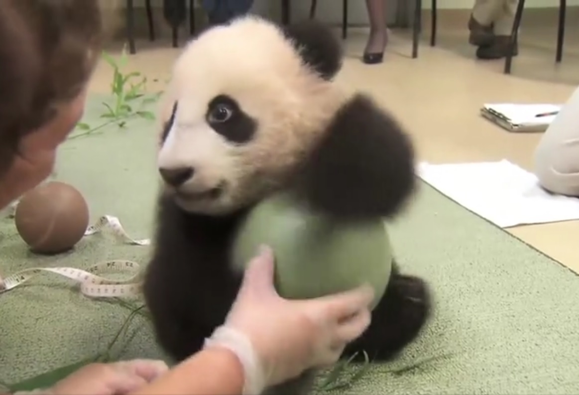 Captura de video dailymotion.com