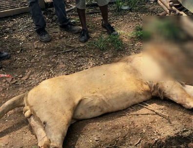  La policía rastreó la sangre hasta un camino principal, donde los cazadores tenían un vehículo que los esperaba para escapar.  /  Foto: AP