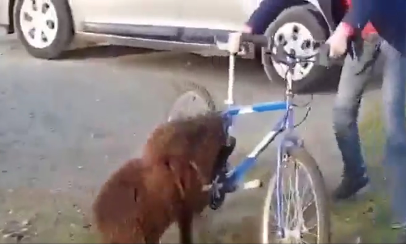 Captura de video dailymotion.com