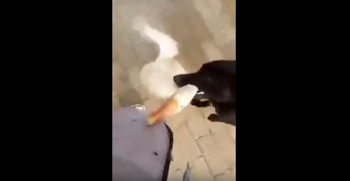 Captura de video Actualidad.rt.com