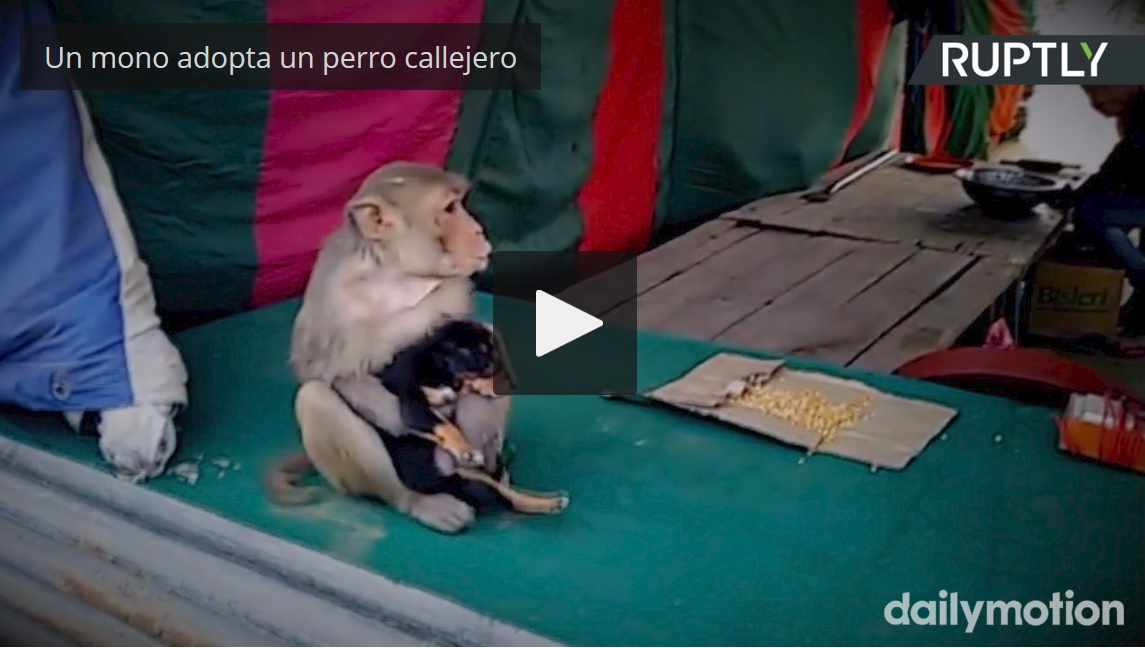 Captura de video dailymotion.com