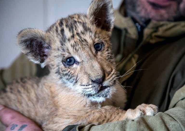 Zar nació durante una gira del zoológico por la región de Rostov del Don (sur) y se alimenta de leche de cabra.  /  Foto: AFP