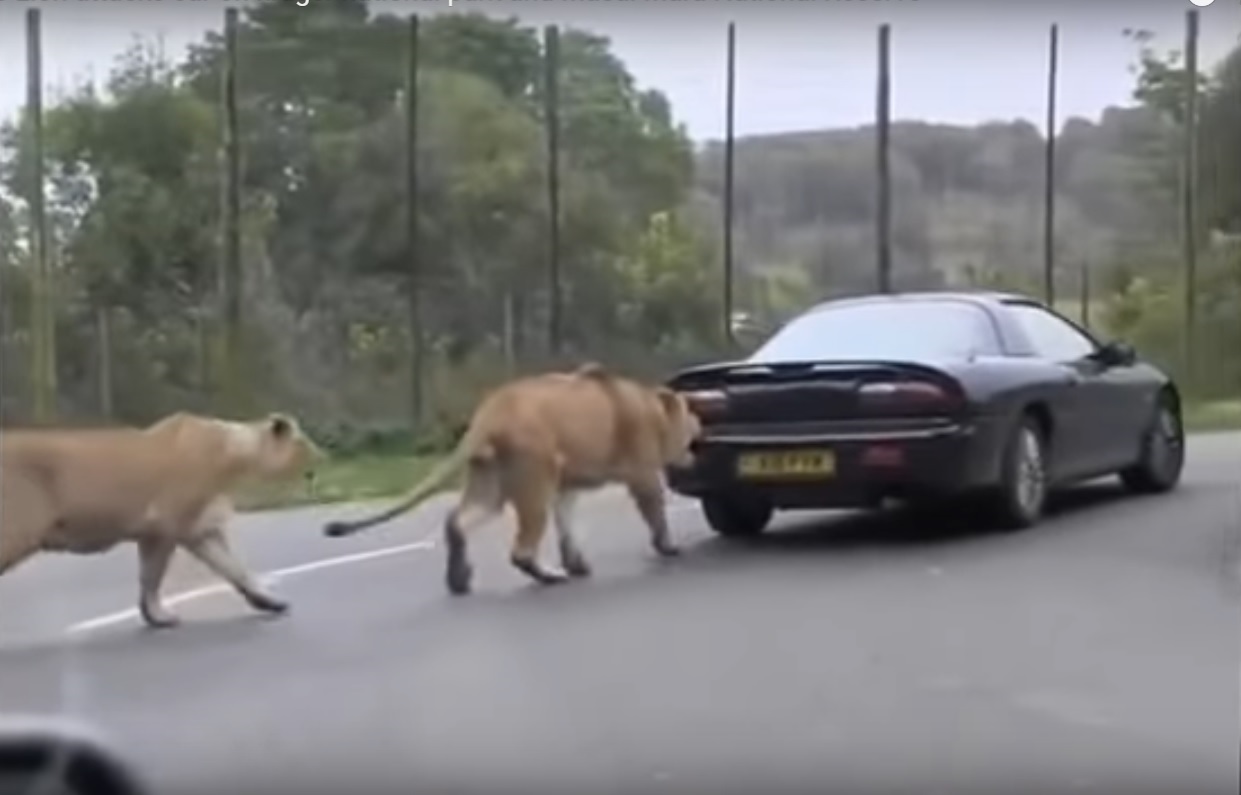 Captura de video dailymotion.com