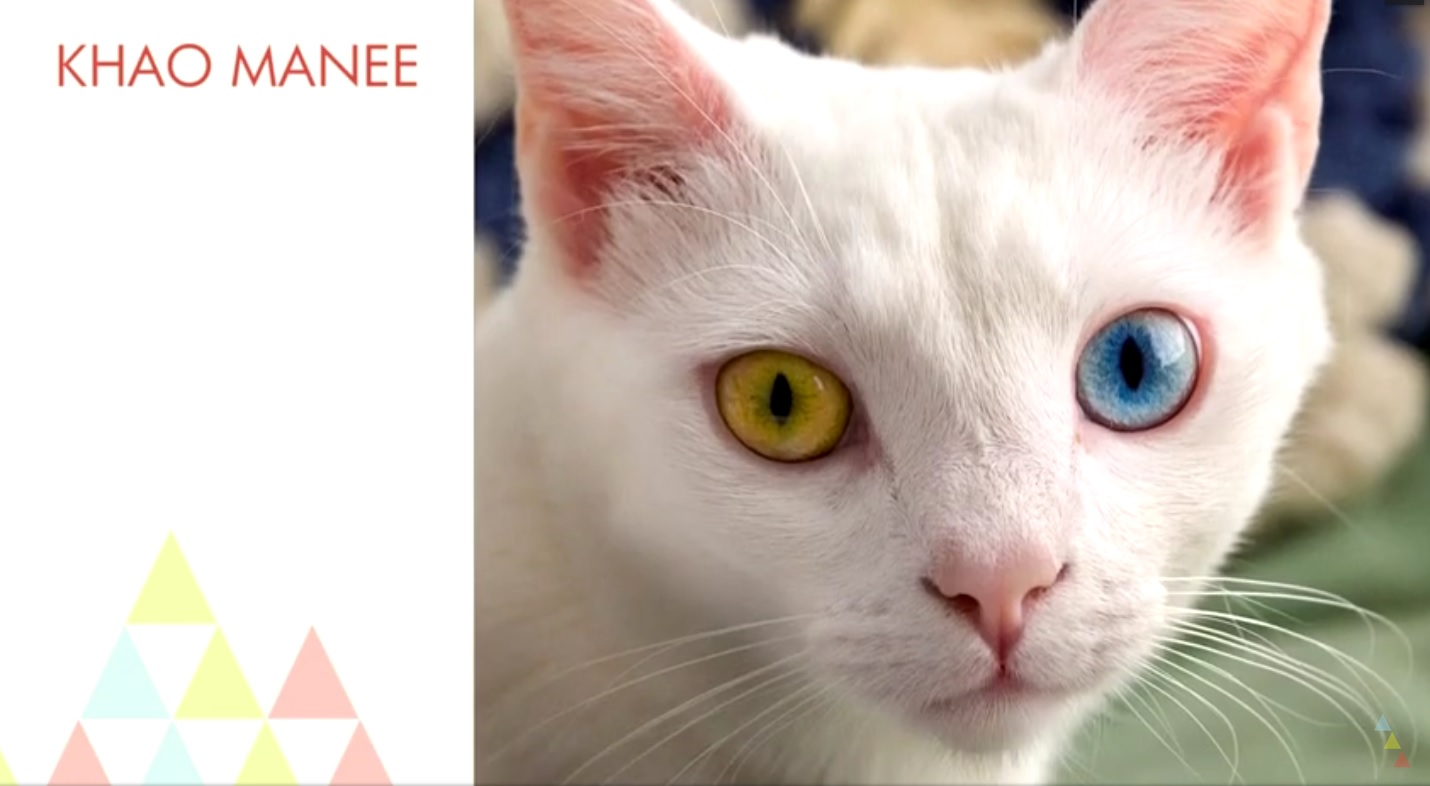 Captura de video dailymotion.com