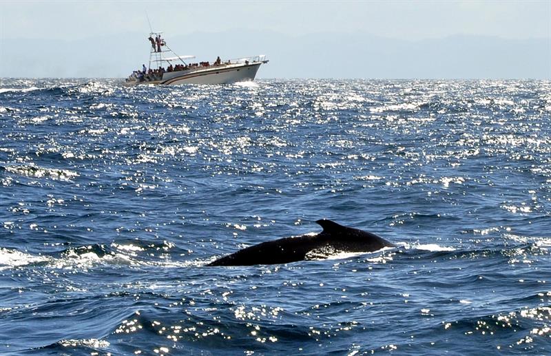 Fotografía sin fecha, cedida por el Ministerio Dominicano de Medioambiente que muestra a una una ballena en Samaná (R. Dominicana). EFE