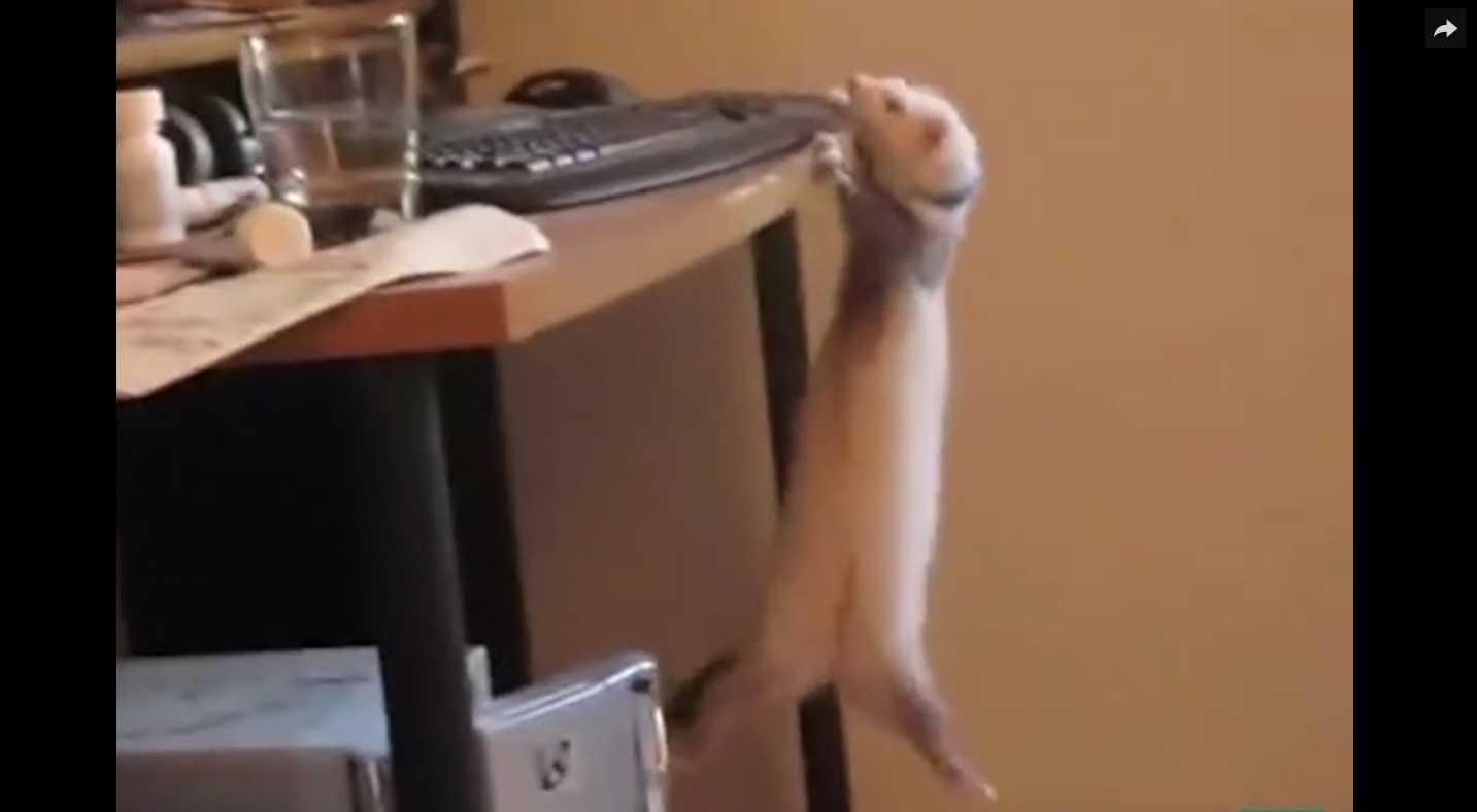 Captura de video dailymotion.com