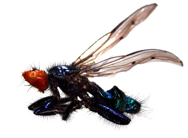 Imagen facilitada por la Universidad de Alcalá de una "Thyreophora cynophila", una de las tres nuevas especies de moscas necrófagas. EFE