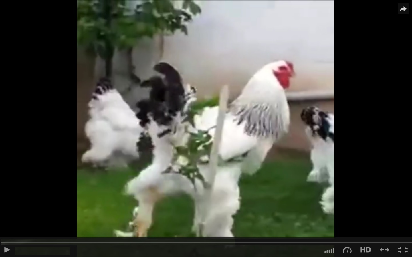 Captura de video dailymotion.com