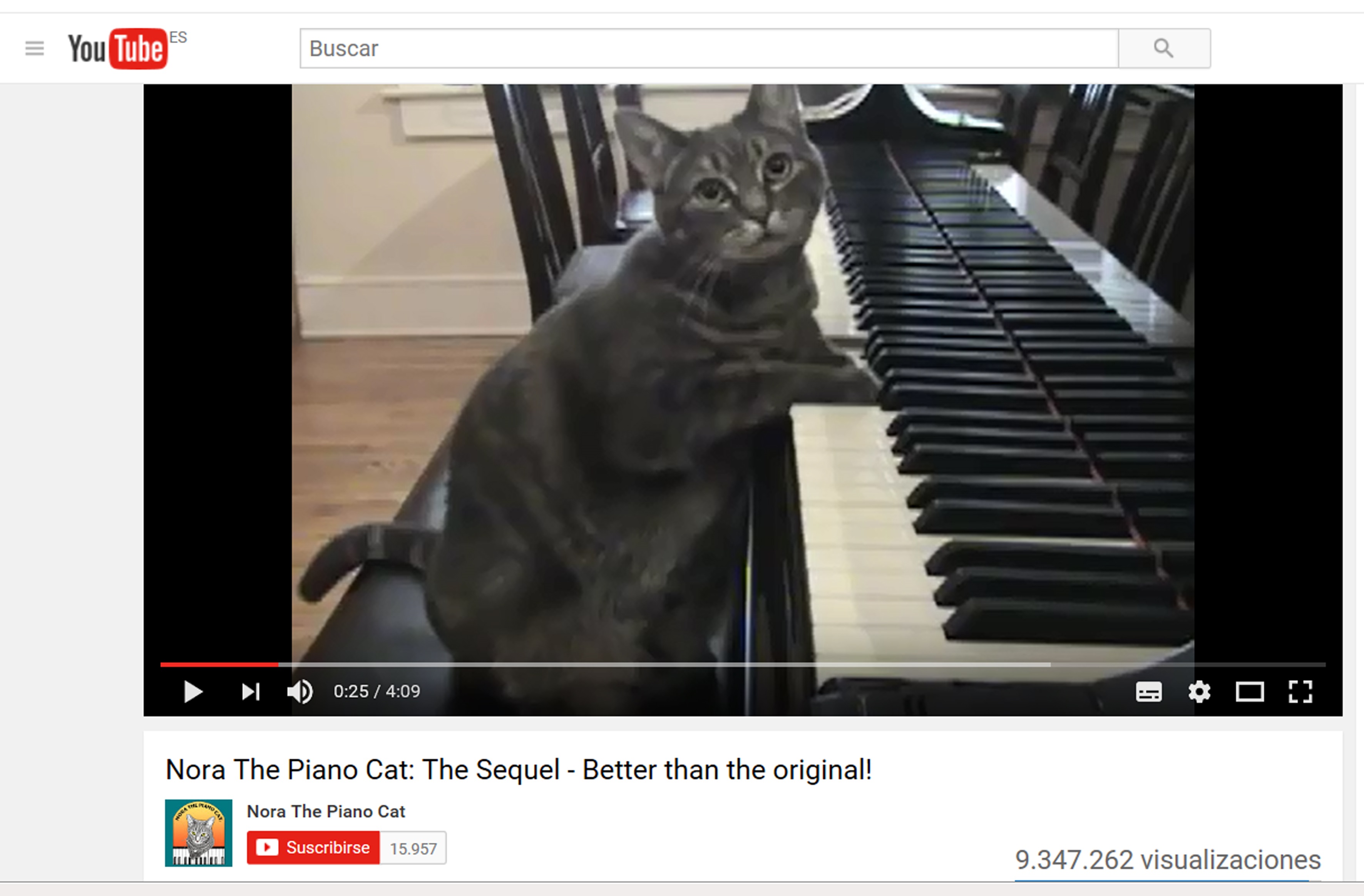 El canal de Nora, la gatita pianista, tiene miles de suscriptores. Foto: EFE.