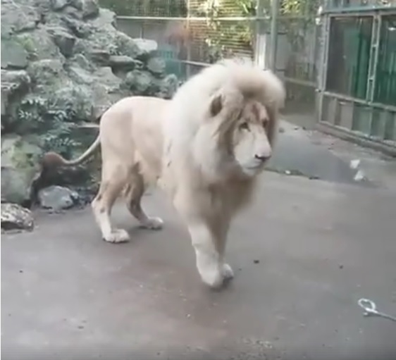 Captura de video https://www.facebook.com/pwlpk