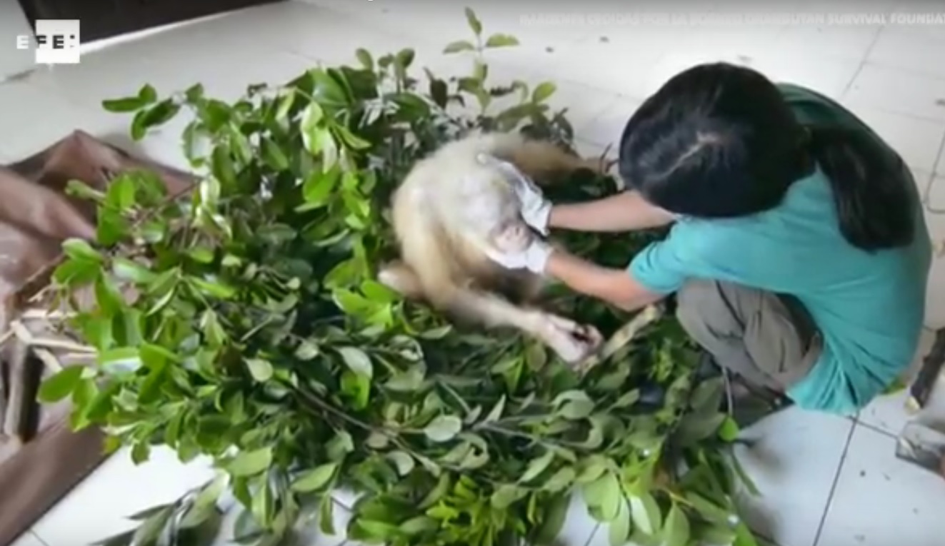 Captura de video EFE