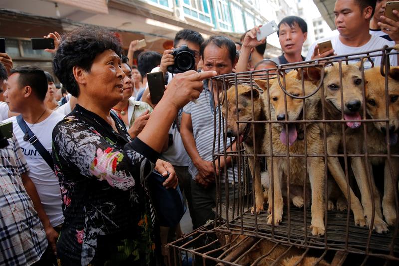 La defensora de los animales Yang Xiaoyun (c) mira a varios perros dentro de una jaula antes de comprarlos en un mercado de la ciudad de Yulin, provincia Guangxi, China. EFE/Archivo