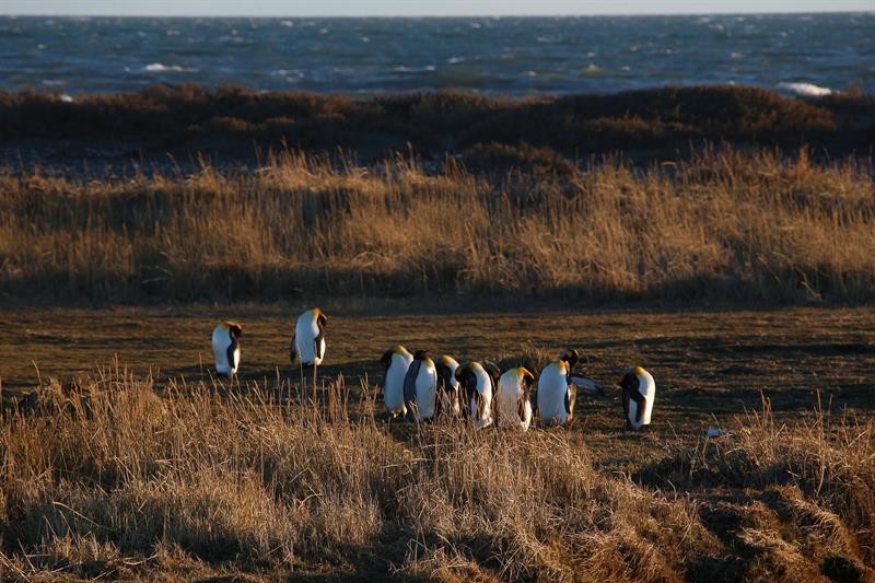 Fotografía del 29 de mayo de 2017 de un grupo de Pingüinos Rey que habita en Bahía Inútil, Tierra del Fuego en el sur de Chile. /  Foto: EFE