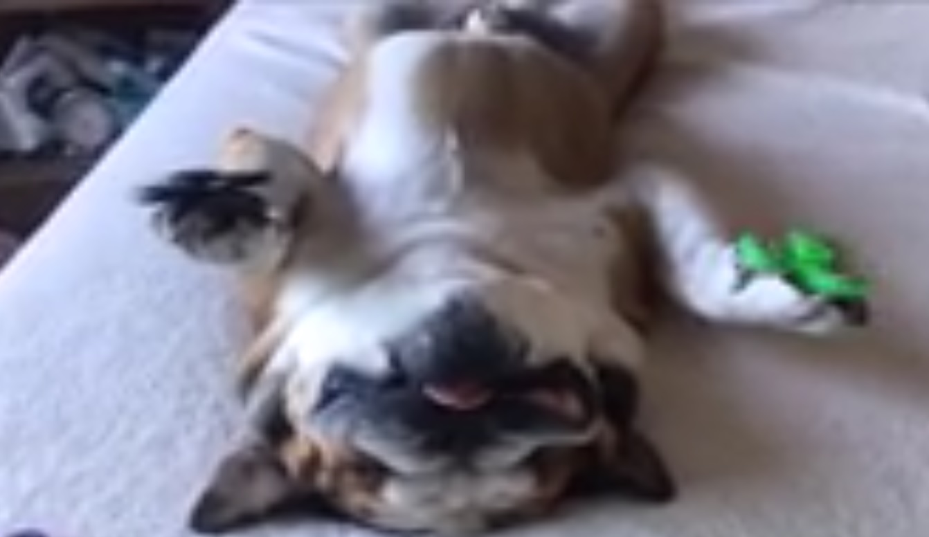 Captura de video dailymotion.com