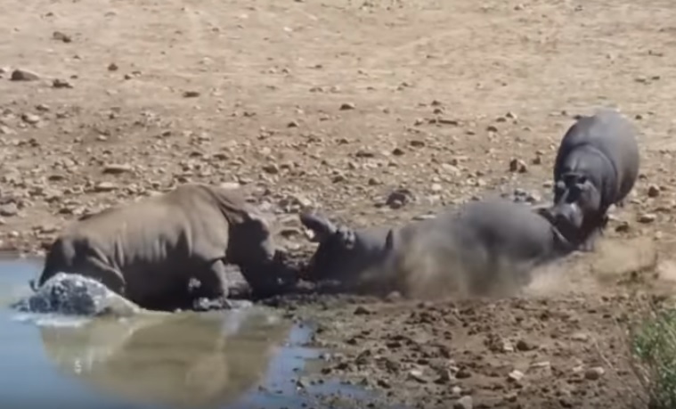 Captura de video Evil Zebra