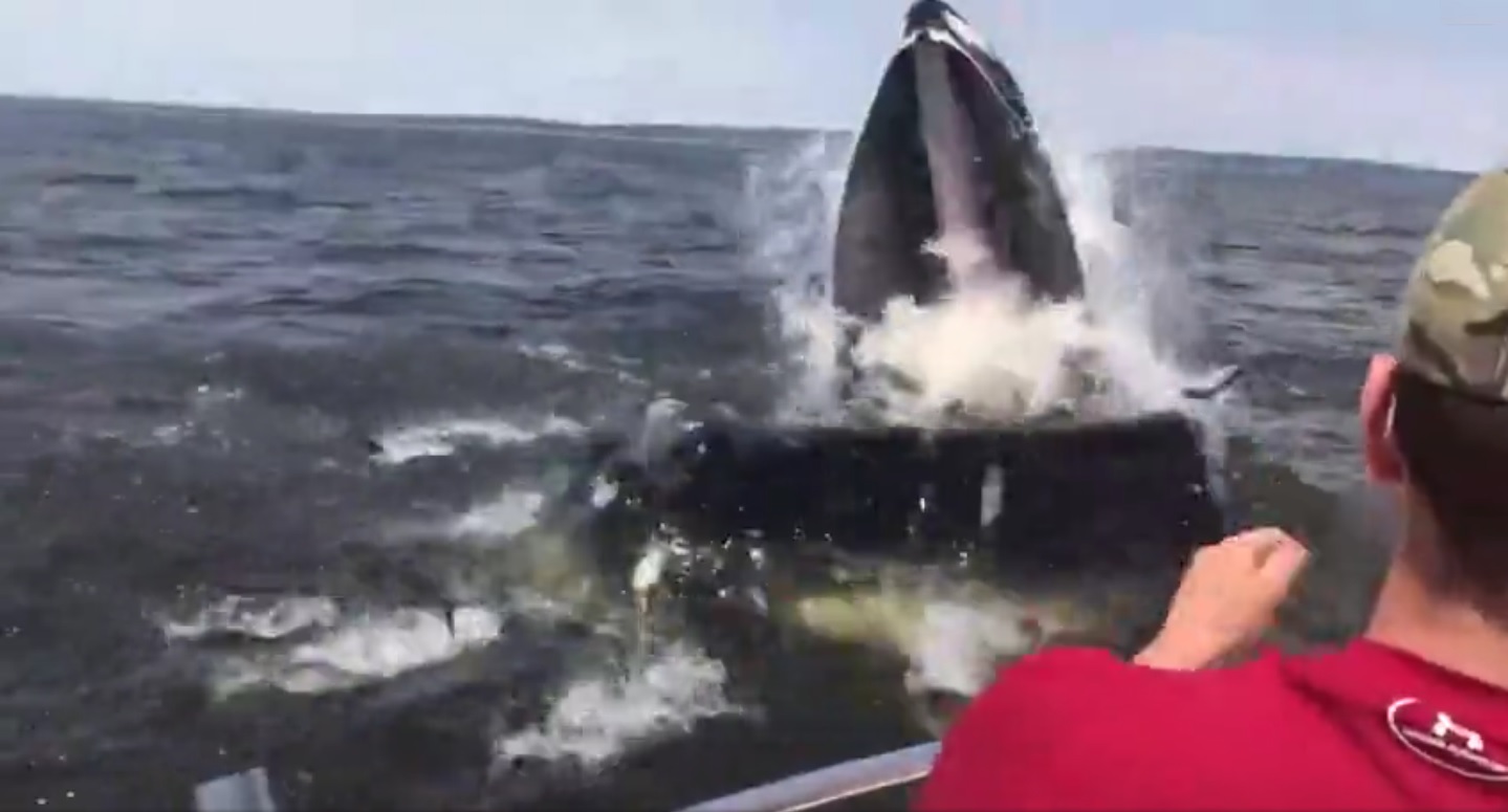 Captura de video dailymotion.com