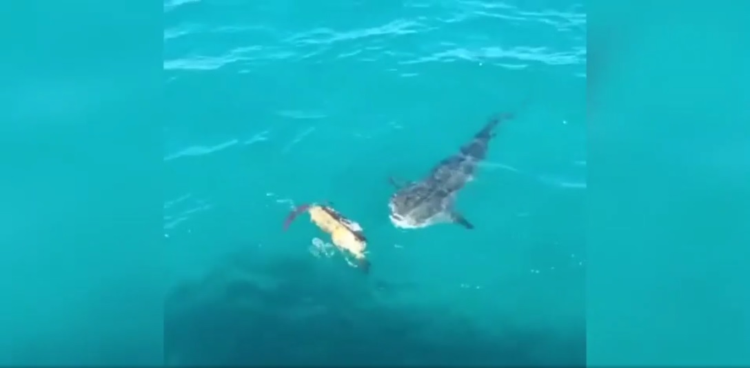 Captura de video dailymotion.com