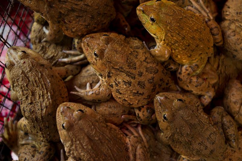 El estudio alertó, sin embargo, que las ranas actuales, que comprenden más de 6.700 especies conocidas, y muchas otras especies animales y vegetales están bajo "estrés severo". / Foto: EFE