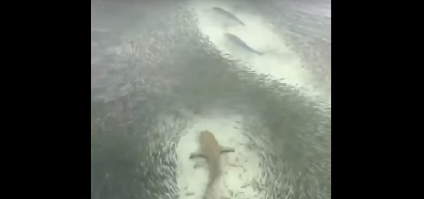 Captura de video Crazy World