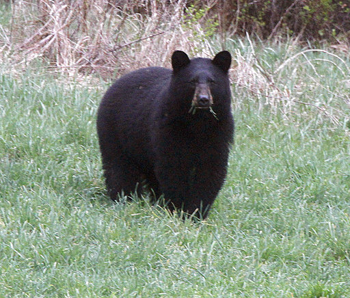 En esta foto de archivo del 22 de abril de 2012, un oso negro pasta en un campo en Calais, Virginia. /  Foto: AP