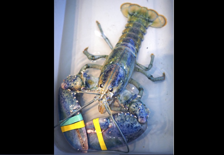 Una rara langosta azul capturada por la langosta local, Greg Ward, está en exhibición en el Seacoast Science Center en Rye, NH.  /  Foto: AP