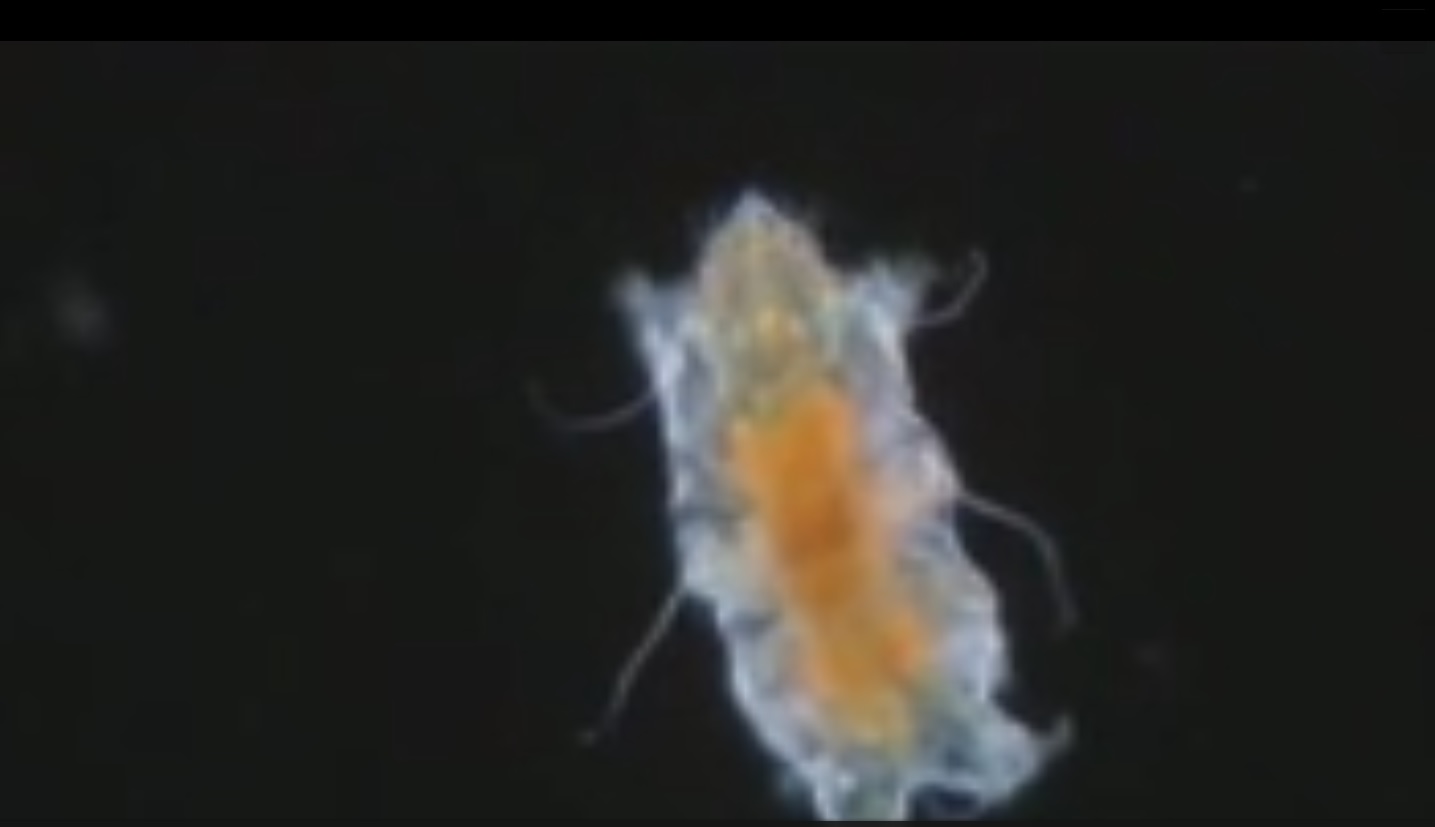 Captura de video dailymotion.com