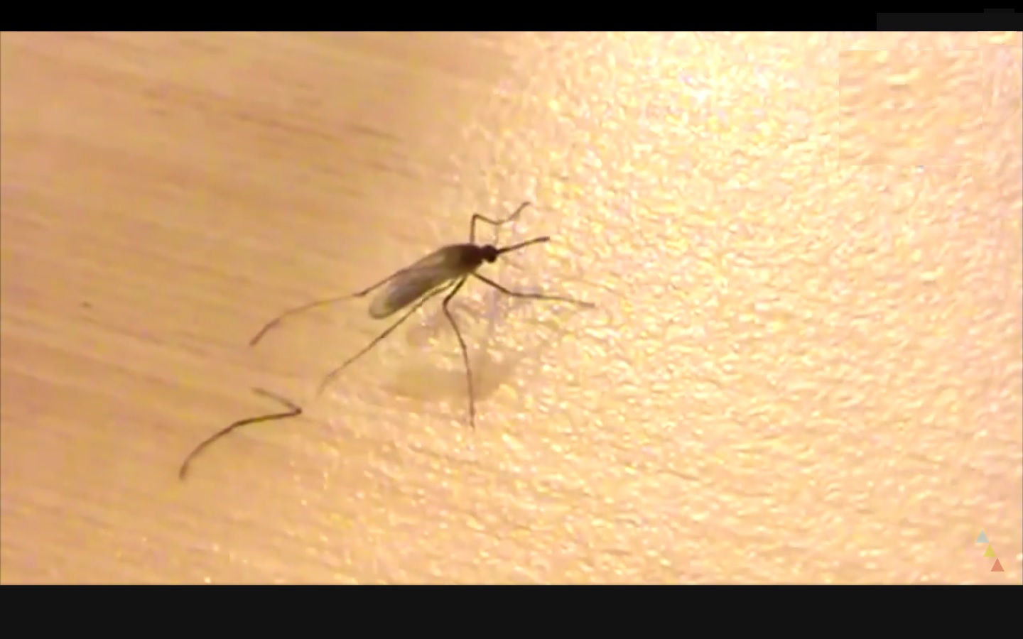 Captura de video dailymotion.com