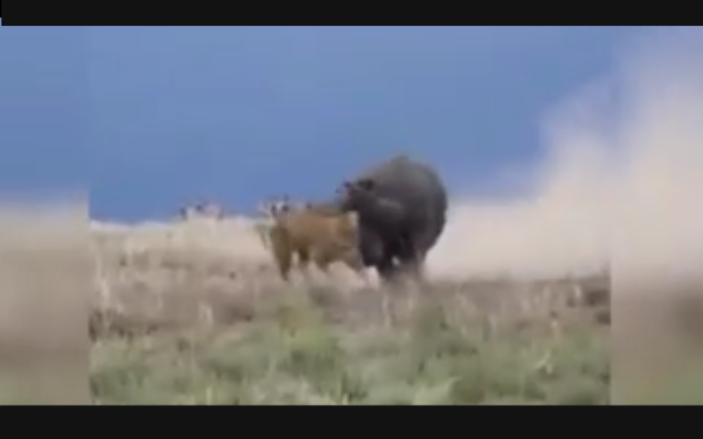 Captura de video dailymotion.com