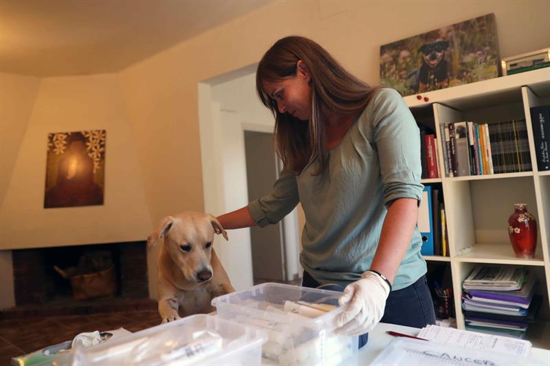 La especialista en perros de asistencia y detección, Ingrid Ramón, prepara unas muestras para que Blat identifique cuál de ellas corresponde a una persona diagnosticada con la enfermedad.  /  Foto: EFE