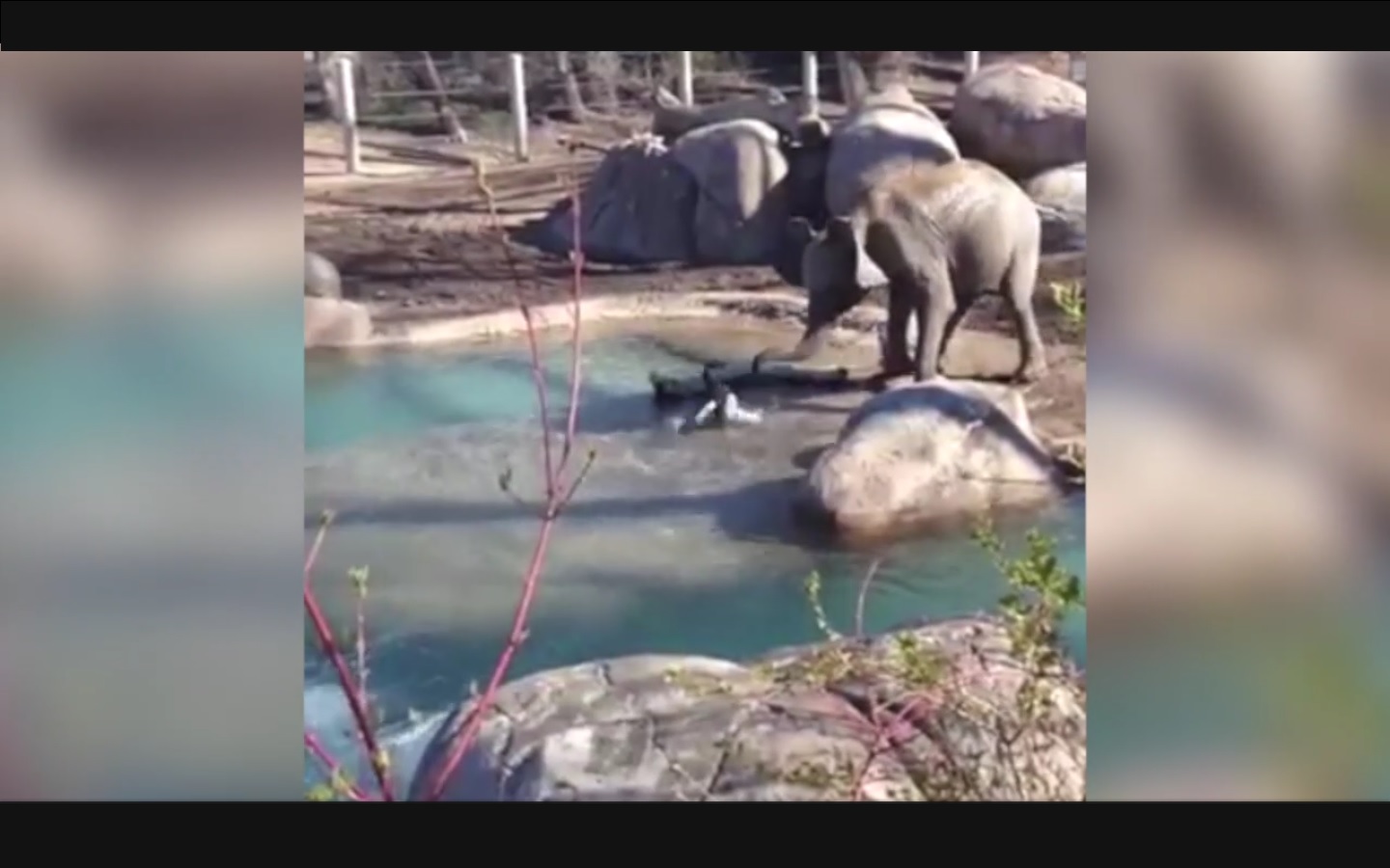 Captura de video dailymotion.com