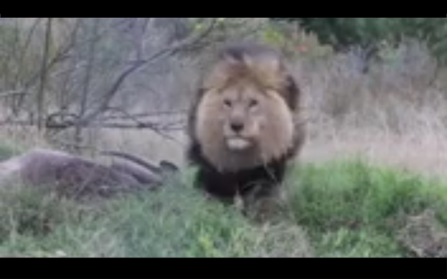 Captura de video dailymotion.com