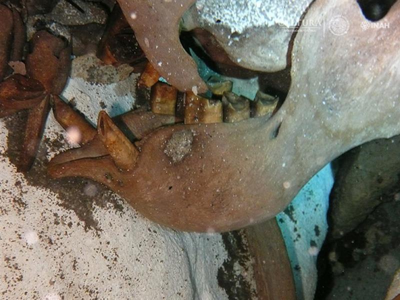 Fotografía cedida por el Instituto Nacional de Antropología e Historia (INAH) hoy, miércoles 16 de agosto de 2017, que muestra restos de un perezoso gigante, en el estado de Quintana Roo (México). / Foto: EFE