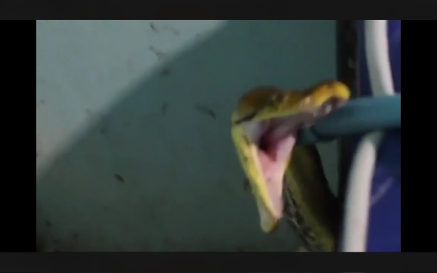 Captura de video dailymotion.com