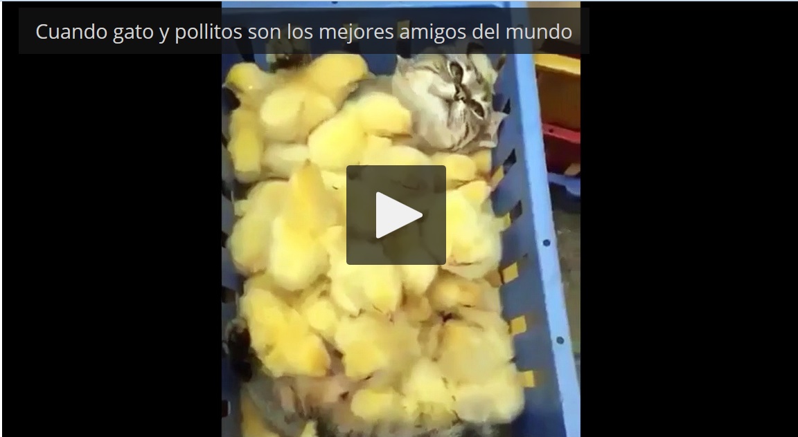 Captura de video dailymotion.com