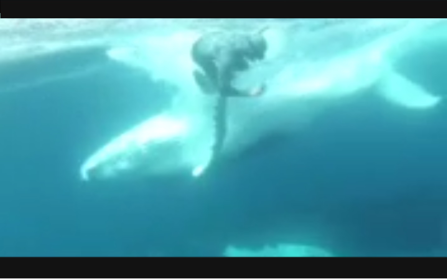 Captura de video dailymotion.com