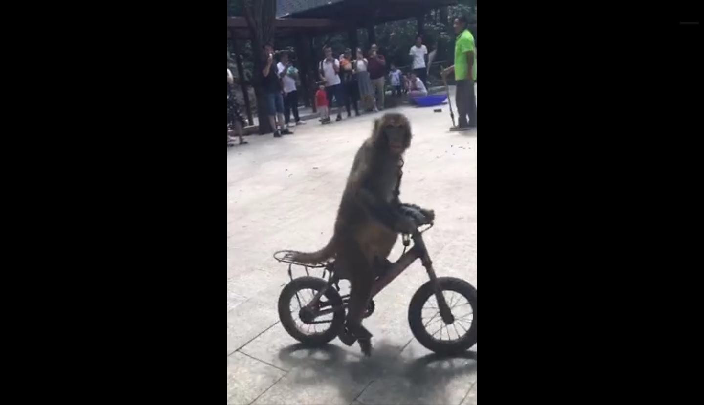 Captura de video dailymotion.com